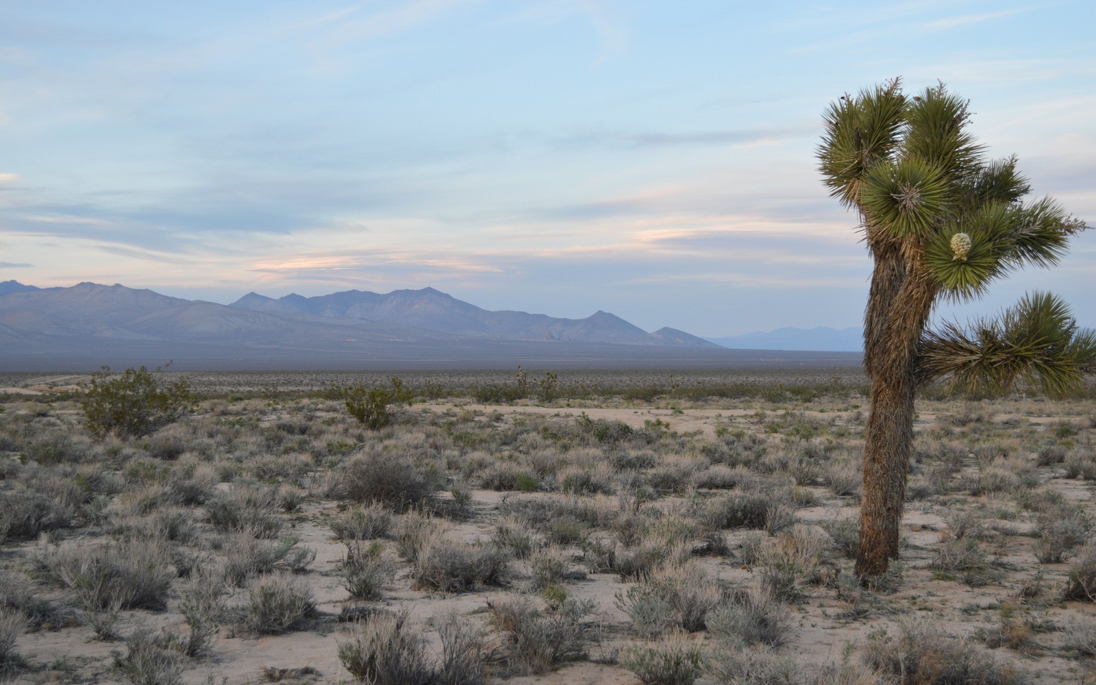 Sell Mineral Rights in California